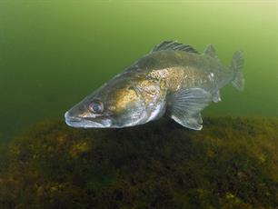 Snoekbaars en brak water minder energieverlies, meer groei