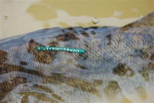 Snoekbaars op de hielen gevolgd : Migratieonderzoek snoekbaars levert opzienbarende resultaten