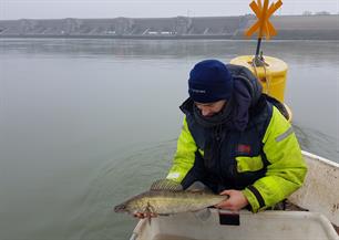 Snoekbaars uitgezet buitenzijde Haringvlietdam
