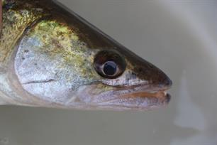 Snoekbaars zwemt 550 kilometer