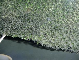 Snoekbaarskwekerij Excellence Fish : Exquise stresskip nog vooral op Parijse borden
