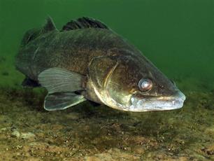 Snoekbaarsslot Groningen Drenthe