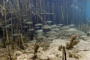 Speuren in een glas water