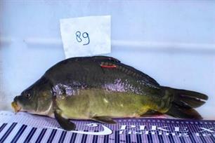 Spiegelkarperproject Noord-Willemskanaal 