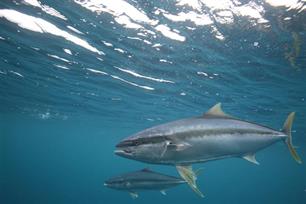 Spierbundel uit de subtropen