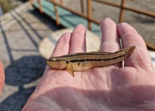 Sportvisser ontdekt nieuwe vissoort in Nederland: kameleongrondel 