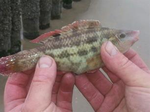 Sportvisser vangt nieuwe vissoort in Nederland