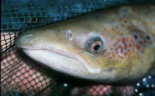 Sportvisserij Nederland: een unieke organisatie