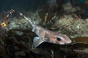 Sportvisserij Nederland mediapartner De Wilde Noordzee (video)