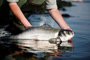 Sportvisserij op zeebaars niet verder inperken