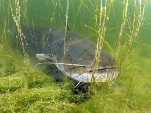 Sportvissers helpen bij meervalonderzoek bij migratieknelpunten