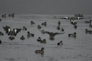 Sportvissers opgelet: vogelgriep - dit moet je weten.