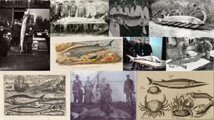 Stageopdracht: historisch onderzoek naar de Europese steur