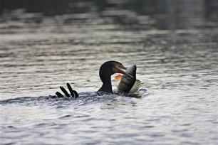 Stelling : Aalscholvers vormen een bedreiging voor de visstand