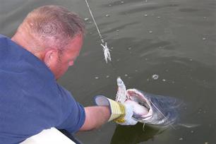 Stelling: De meerval hoort thuis in de Visserijwet