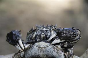 Stelling: De wolhandkrab is een goed alternatief voor de aalvisserij