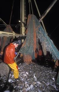 Stelling: Kweken van vis is een alternatief voor de visserij