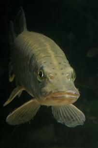 Stelling: Meeneemlimieten voor sportvissers zijn gewenst