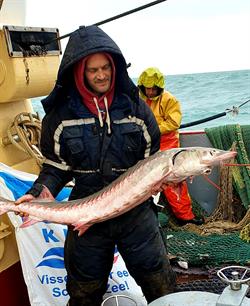 Steur in Noordzee gevangen