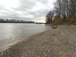 Steur kan paaien in de Rijn