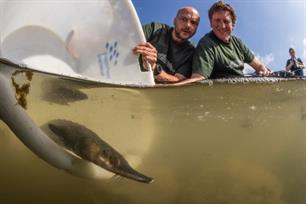 Steur na uitzet direct vertrokken uit de Biesbosch