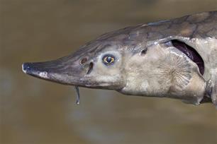 Steur terug in de Rijn: Start van een uitzonderlijk project