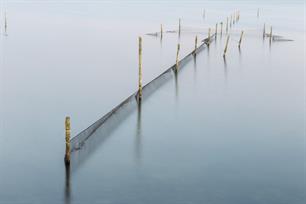 STIJ adviseert minder ambtelijke bemoeienis met de visserij op het IJsselmeer