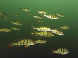 Stille wateren, diepe gronden