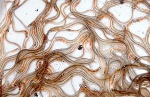 Stop illegale handel glasaal!