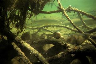 Structuur voor vissen : Pleidooi voor het verbeteren van vishabitats