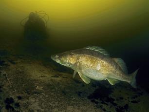 Studeren op Markermeervissen