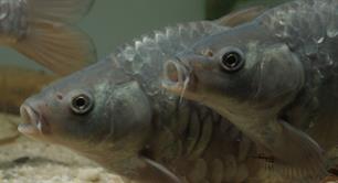 Subsidie voor hoogbezette karpervijvers en vijvervoer