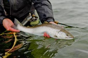 'Swim Fish Swim! – ruim baan voor haring, steur en zalm’