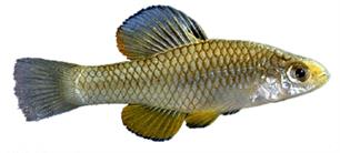 Tandkarper kan door snelle evolutie overleven in vervuild water 