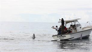 Teruggekeerde blauwvintonijn in Noordzee gevolgd met satelliettags