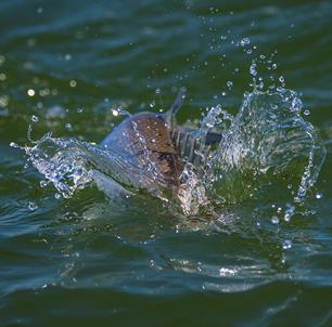 Terugkijken: VIS TV afl. 6 - Zeebaarzen met zagers met Sam van Ierland (video)