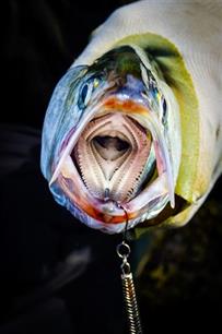 Toekomst voor de Fint