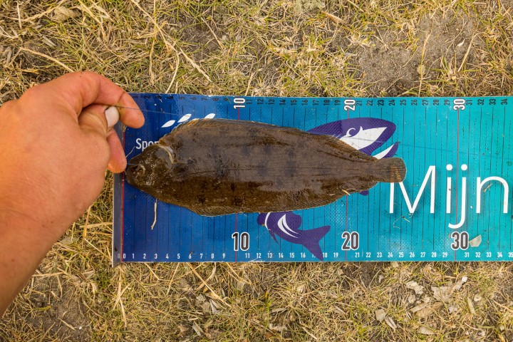 De EAA pleit voor een meer natuurlijke bestandsopbouw van de tong, met meer grote vis.
