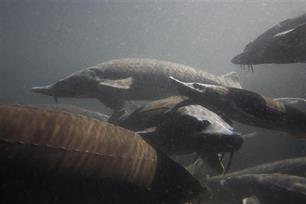 Trekvissen lopen vast op hindernissen