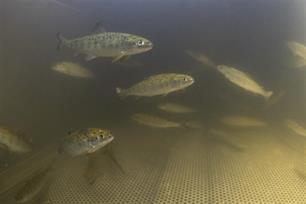 Trekvissen op de voet gevolgd (video)