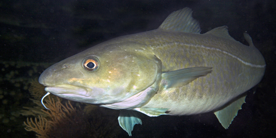 Tussen kop en staart