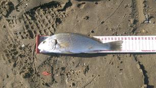 Tweede en derde wedstrijddag WK Kustvissen Junioren 2016