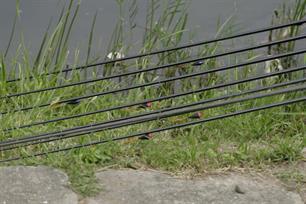 Tweede weekend Evezet Nationale Teamcompetitie aan het Noord Hollandskanaal