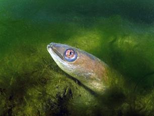 Uit de lengte of uit de breedte