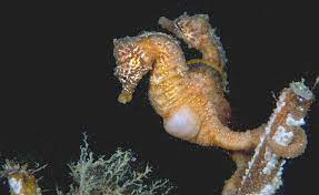 Uit het oog, uit het hart? Zeepaardjes en monogamie