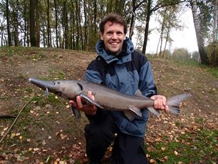 Uitheemse steuren herkennen