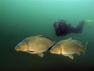Uitzet zonder uitzetting : Op weg naar een verantwoord karperbeheer