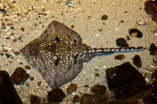 Uitzetten stekelroggen