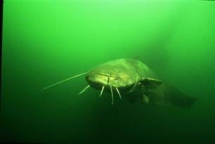 Unieke meervalpopulatie Westeinderplassen