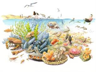 Unieke proef terugkeer verloren mosselbanken en oesterriffen ingang Haringvliet